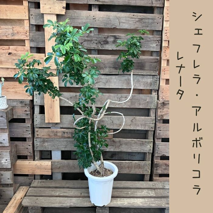 観葉植物現品販売