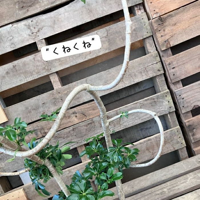 観葉植物現品販売