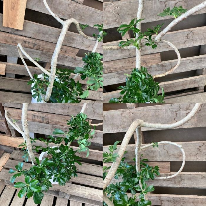 観葉植物現品販売