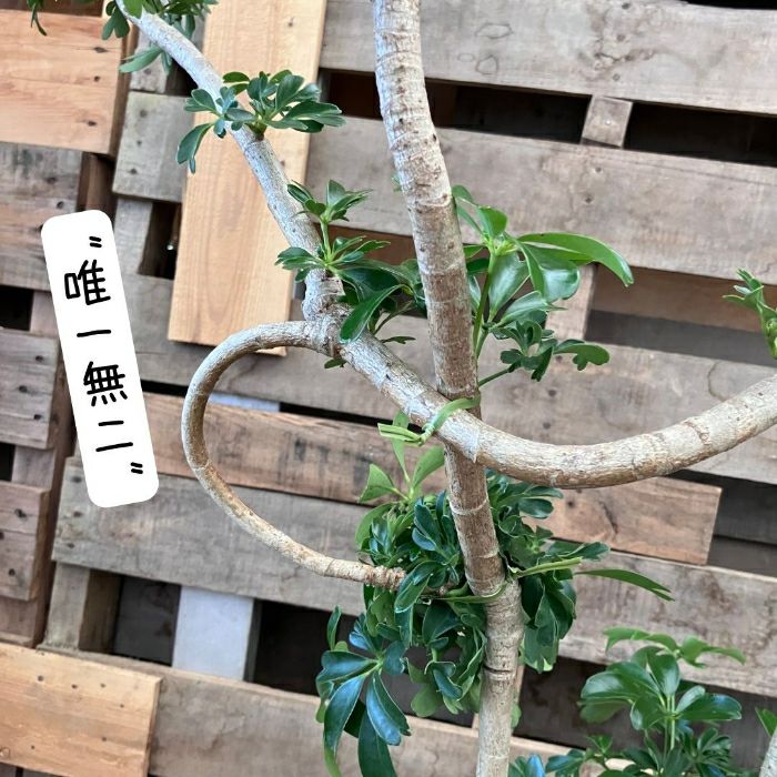観葉植物現品販売