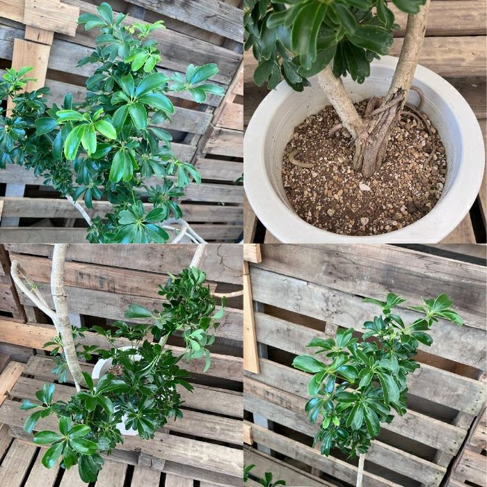 観葉植物現品販売