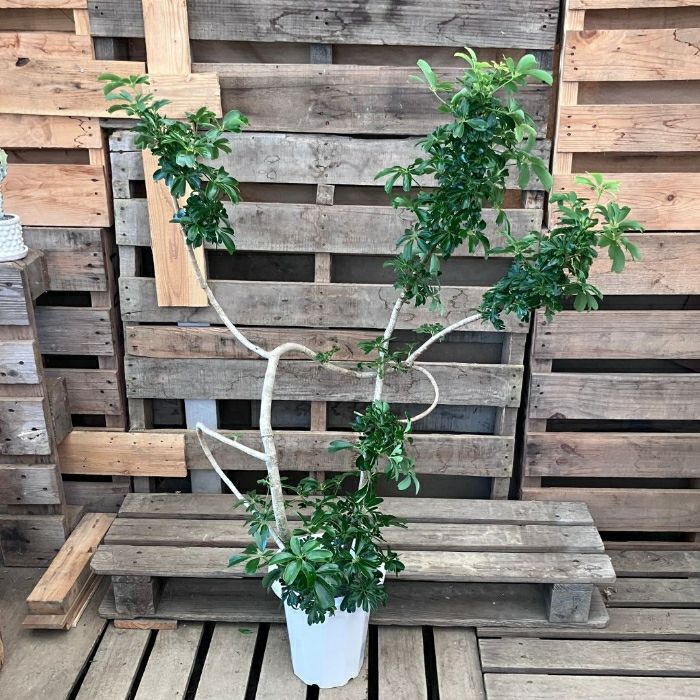 観葉植物現品販売