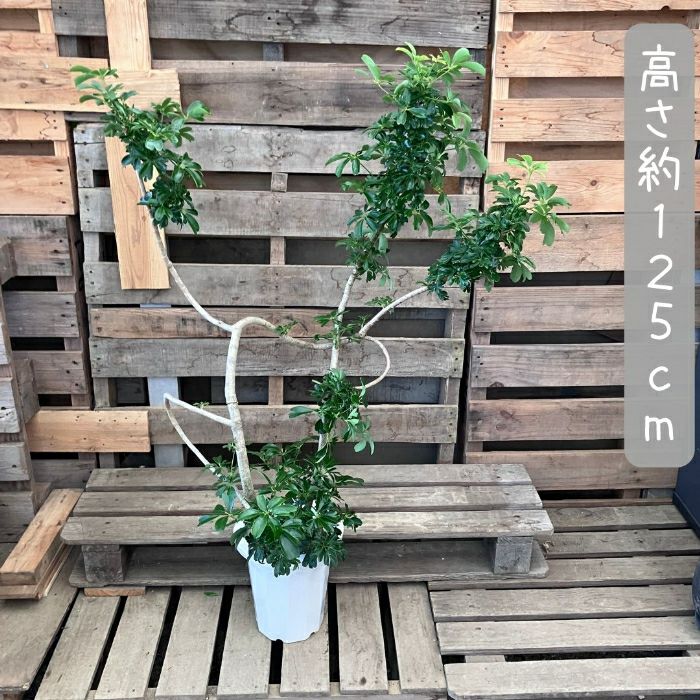 観葉植物現品販売