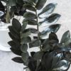 ザミオクルカス・レイヴン マットホワイト ショートポット 希少 観葉植物