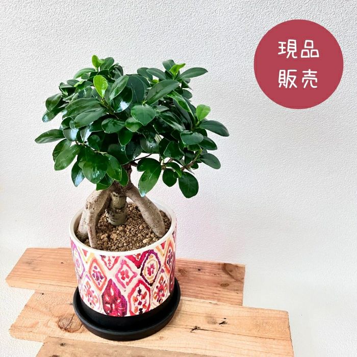 観葉植物現品販売