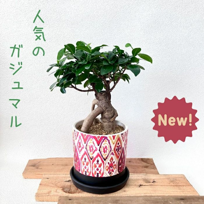 観葉植物現品販売