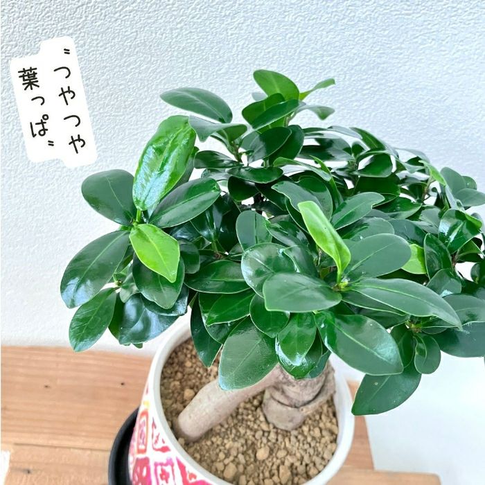 観葉植物現品販売