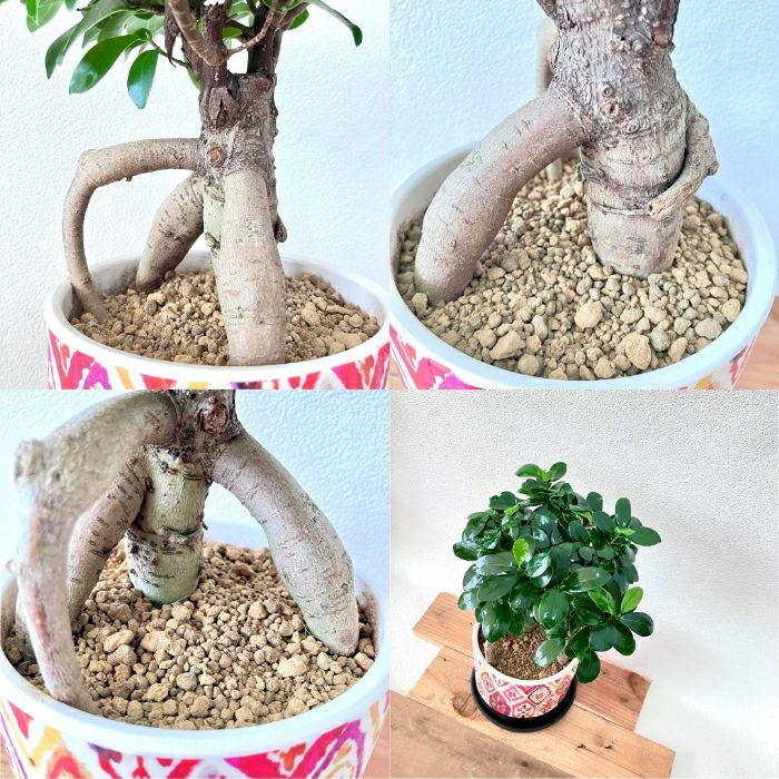 観葉植物現品販売