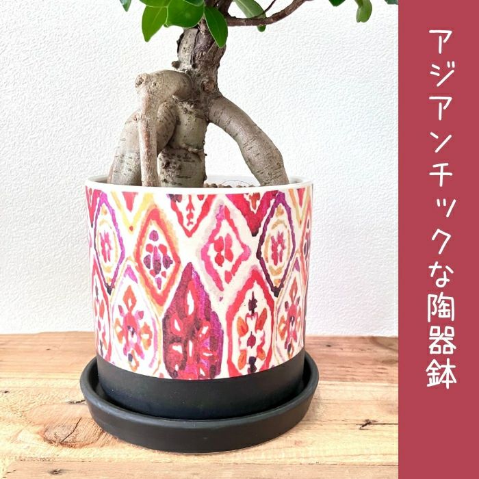 観葉植物現品販売