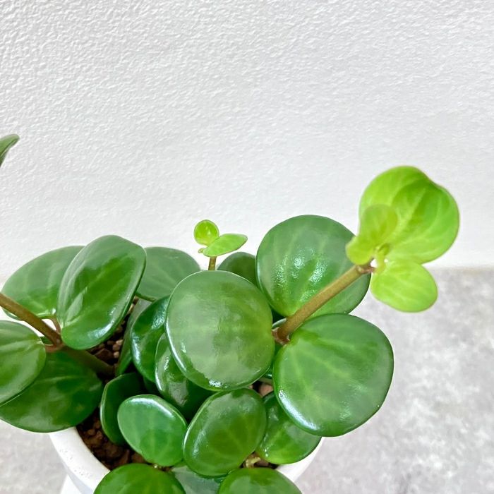 観葉植物現品販売
