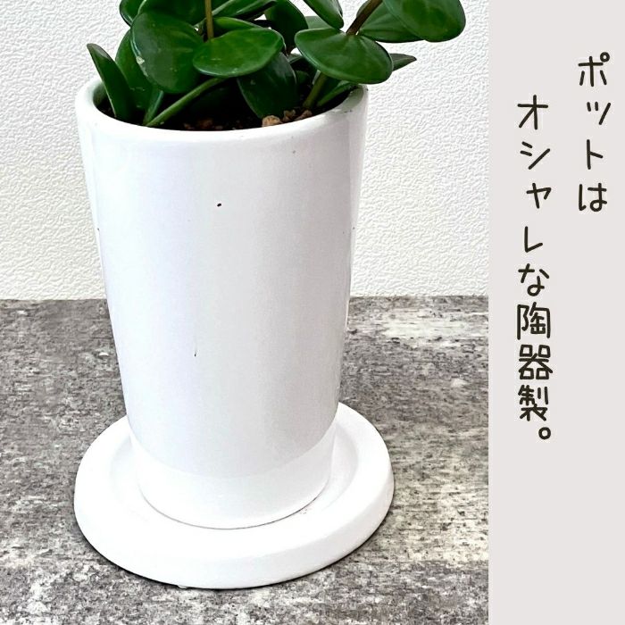 観葉植物現品販売