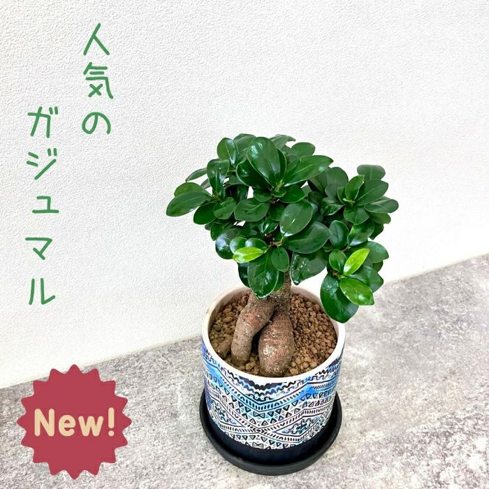 観葉植物現品販売