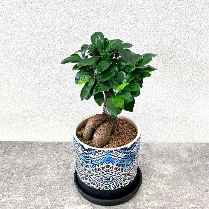 観葉植物現品販売