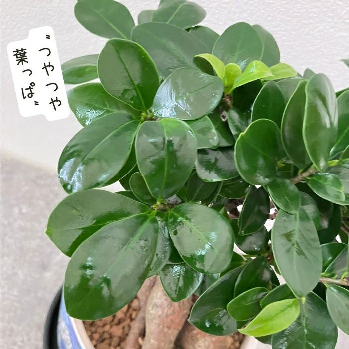 観葉植物現品販売
