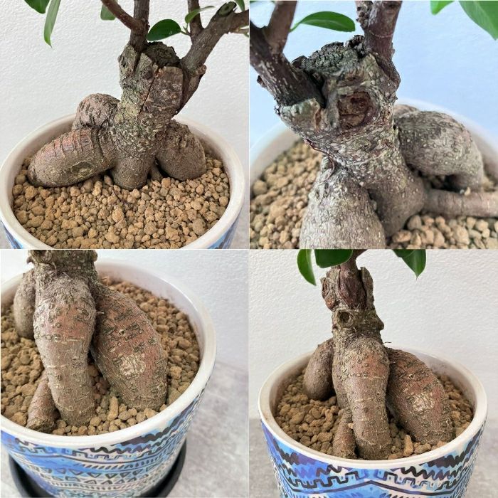 観葉植物現品販売