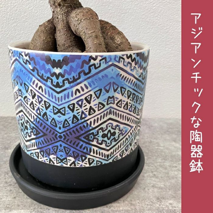 観葉植物現品販売