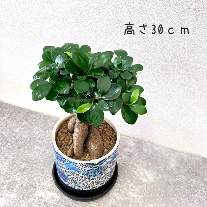 観葉植物現品販売