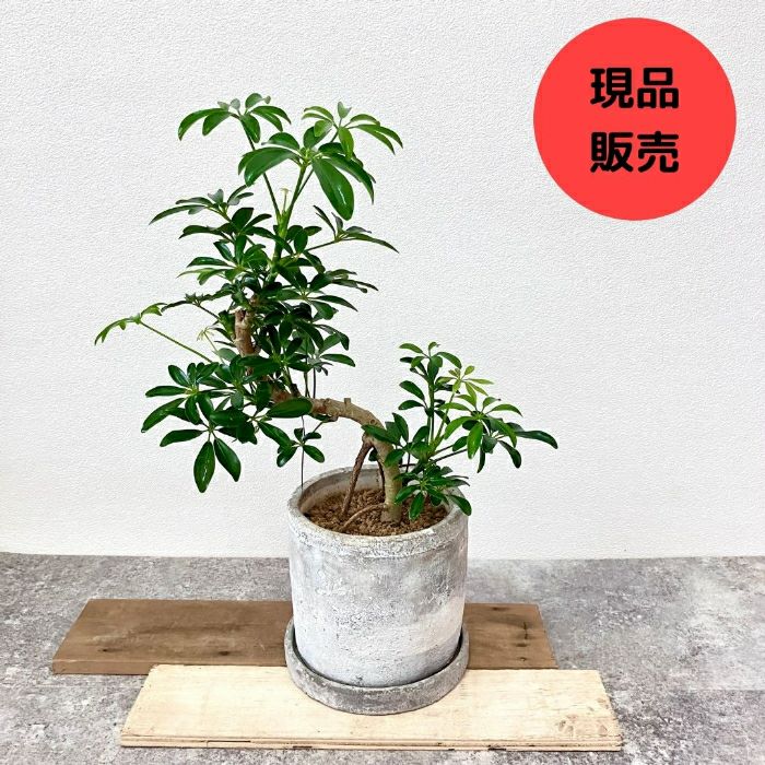 観葉植物現品販売