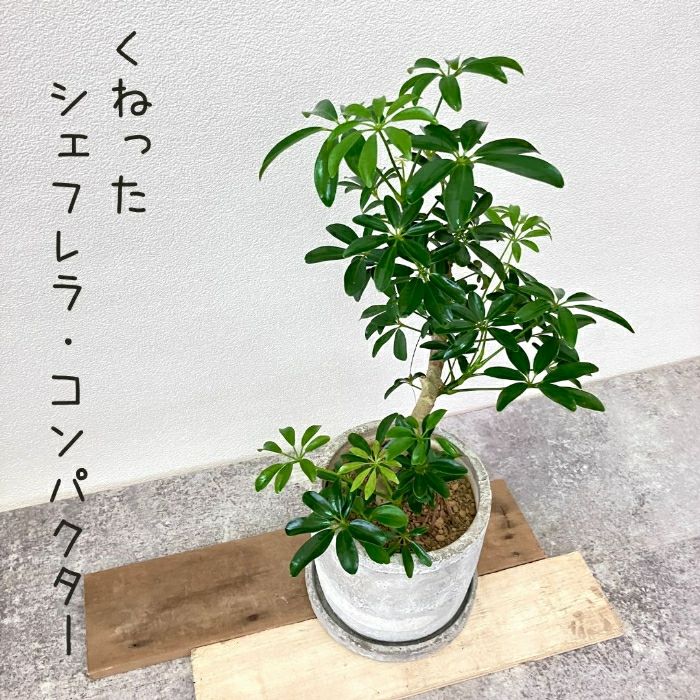 観葉植物現品販売