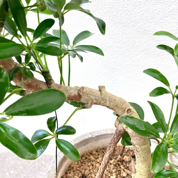 観葉植物現品販売