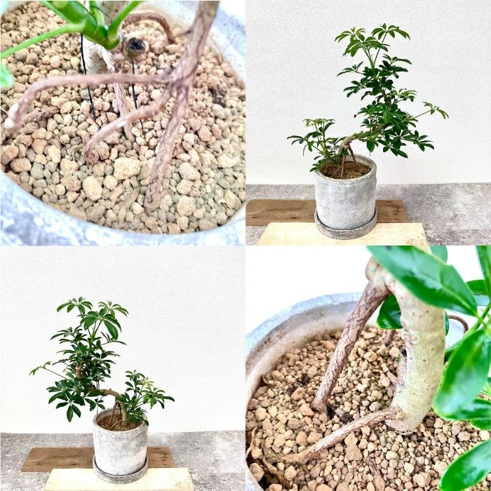 観葉植物現品販売