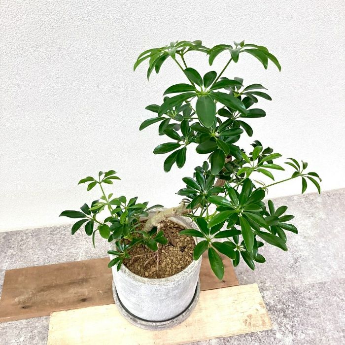 観葉植物現品販売