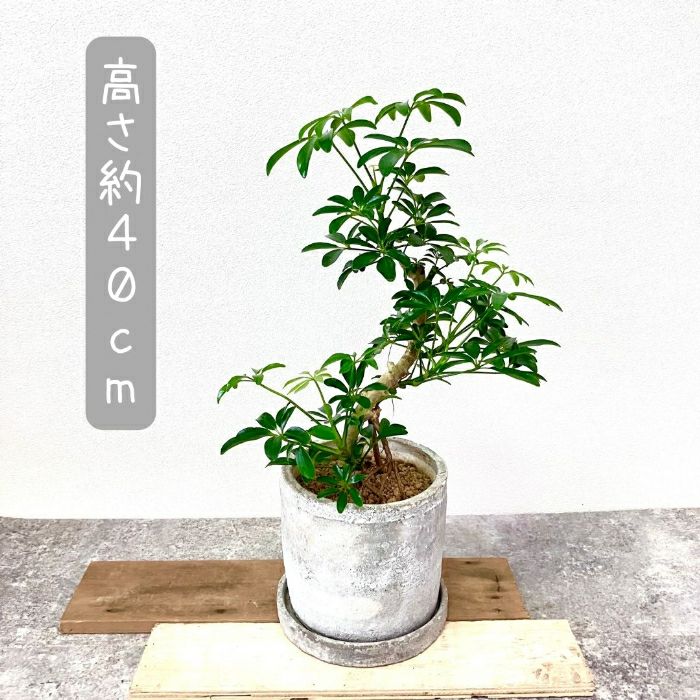 観葉植物現品販売