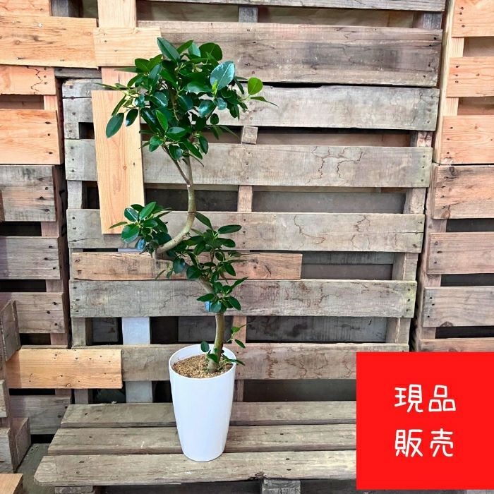 観葉植物現品販売