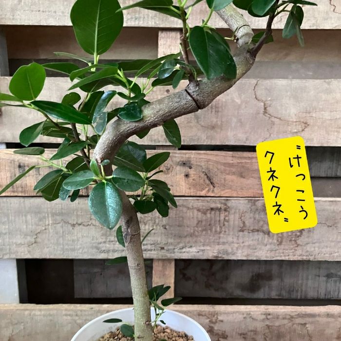 観葉植物現品販売
