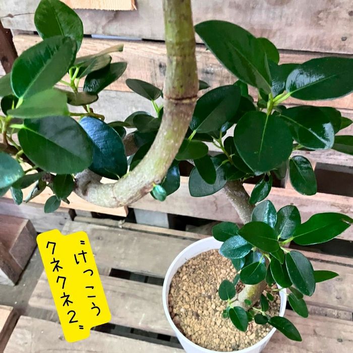 観葉植物現品販売