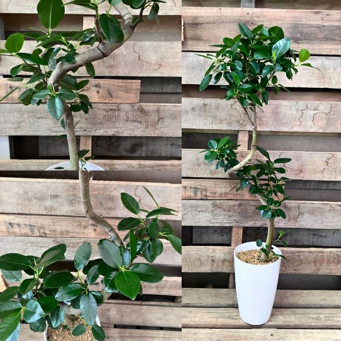 観葉植物現品販売