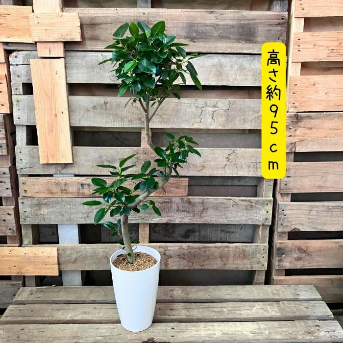 観葉植物現品販売