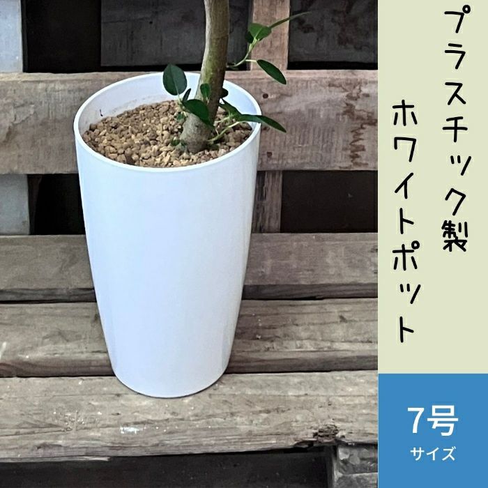 観葉植物現品販売