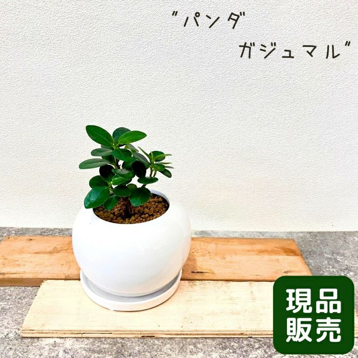 観葉植物現品販売