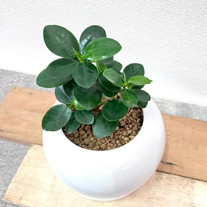 観葉植物現品販売