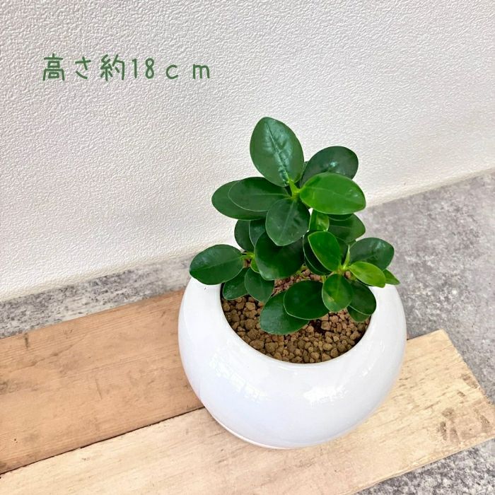 観葉植物現品販売