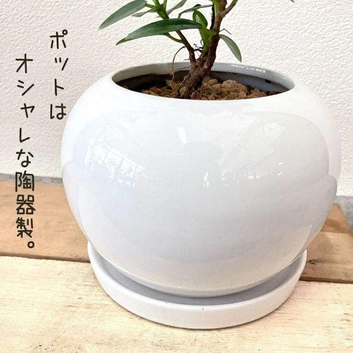 観葉植物現品販売
