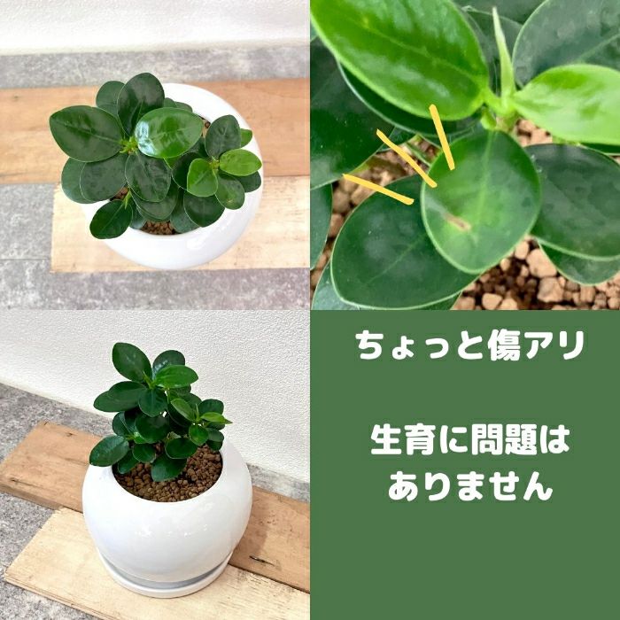 観葉植物現品販売