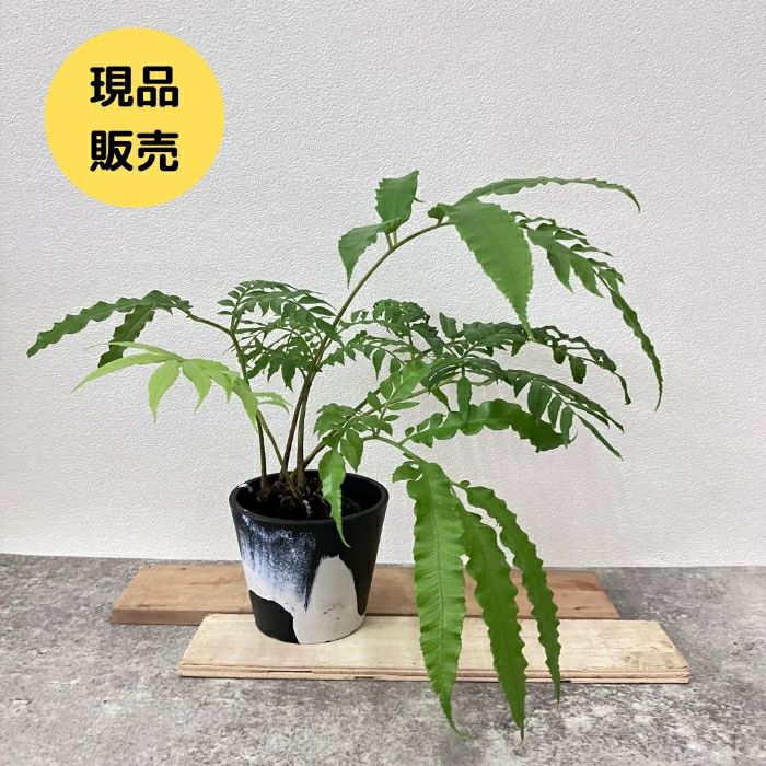 観葉植物現品販売