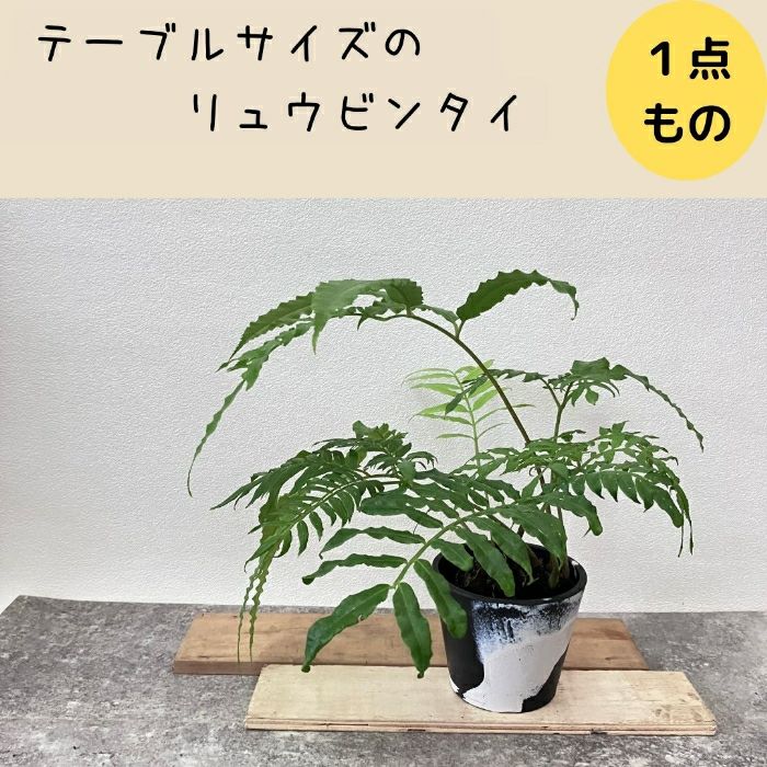 観葉植物現品販売