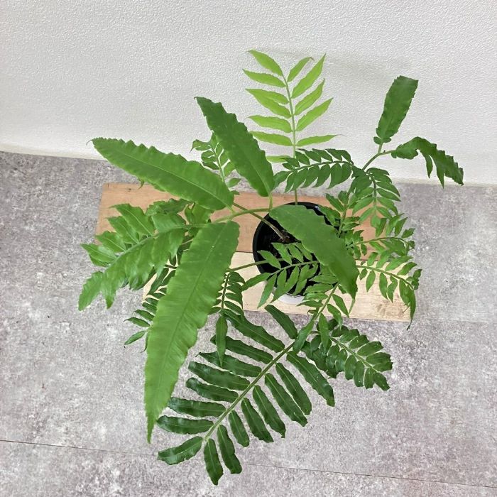 観葉植物現品販売