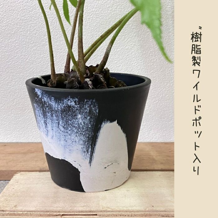 観葉植物現品販売