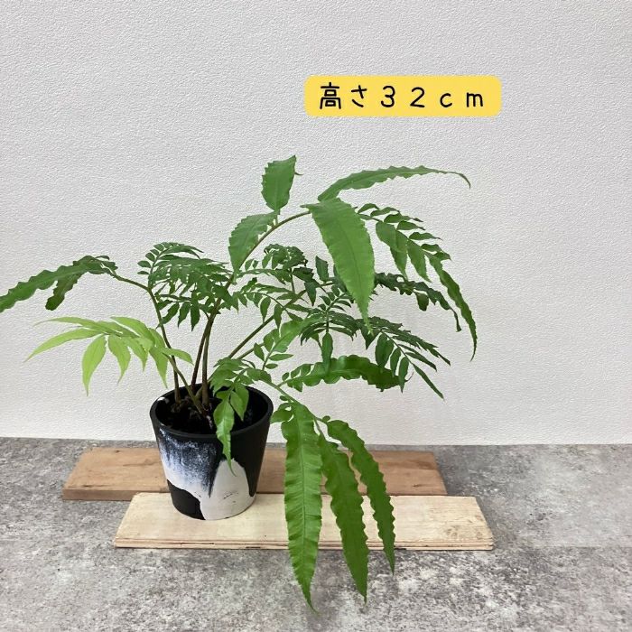 観葉植物現品販売