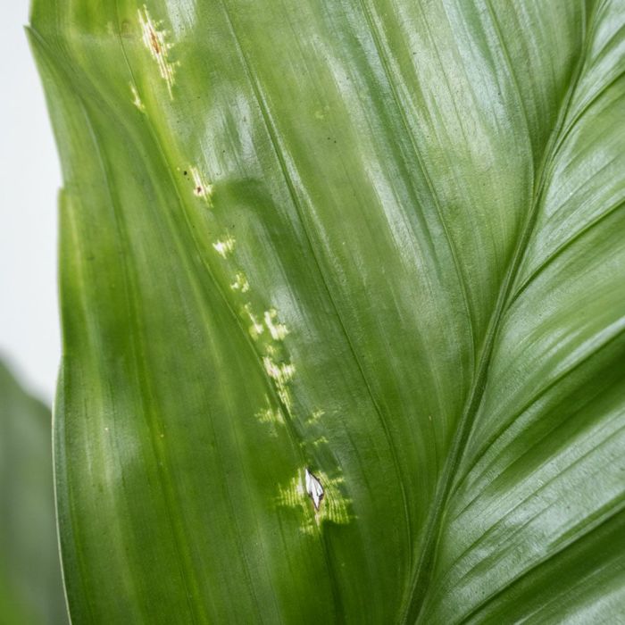 テネラヤシ（チャメドレア・メタリカ）セメントシリンダーポット 観葉植物 希少