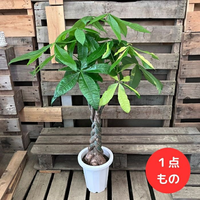 観葉植物現品販売