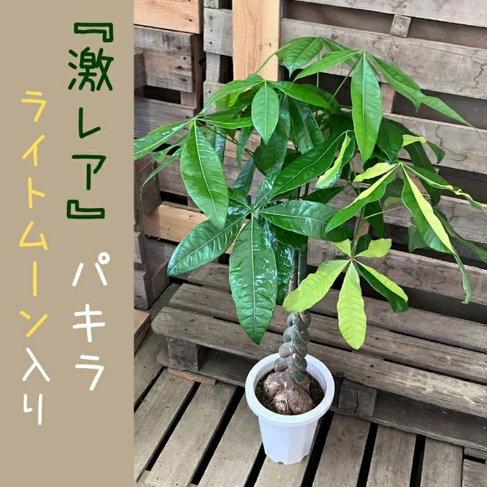 観葉植物現品販売