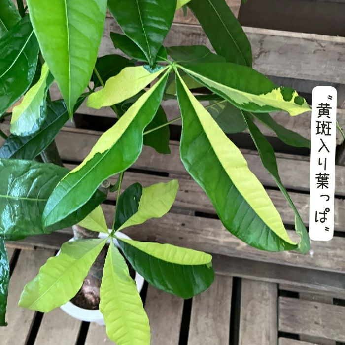 観葉植物現品販売