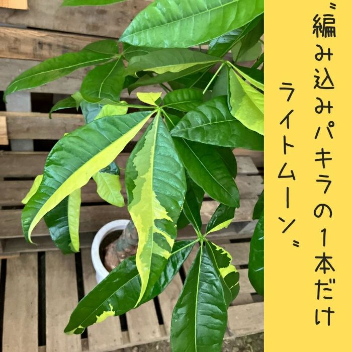 観葉植物現品販売