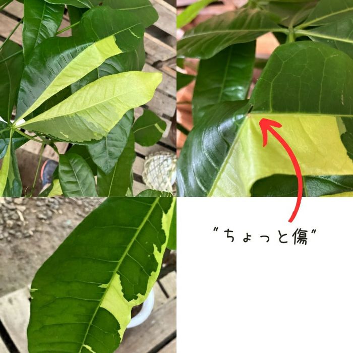 観葉植物現品販売