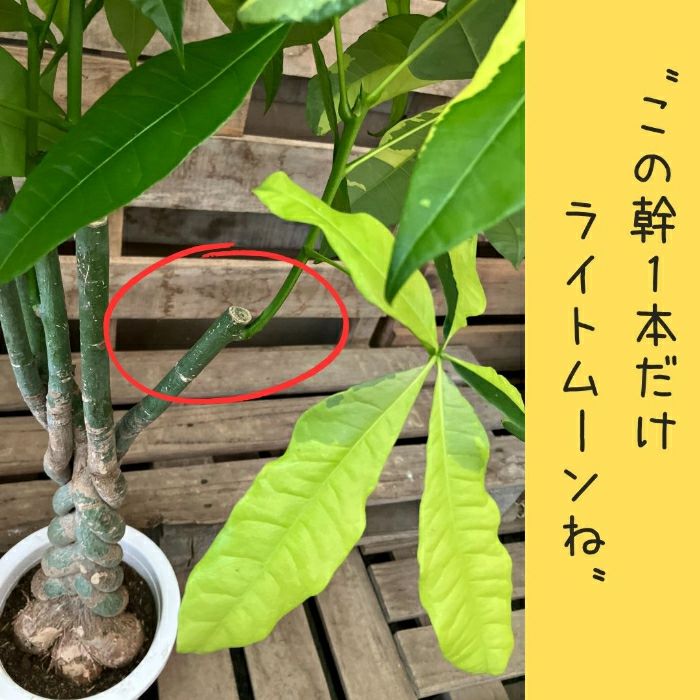 観葉植物現品販売
